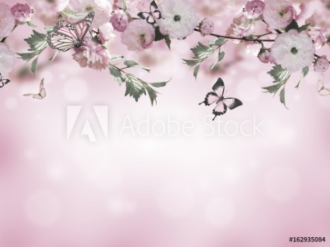 Picture of Flowers background with amazing spring sakura with butterflies Flowers of cherries